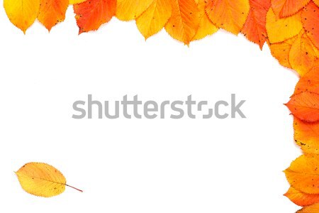 Colorat toamnă colţ frunze alb textură Imagine de stoc © broker