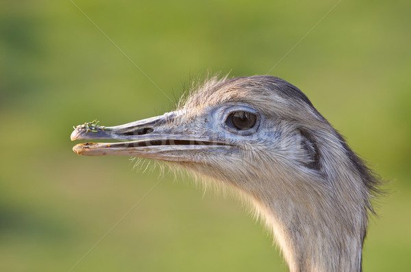 Ostrich portrait Stock photo © broker