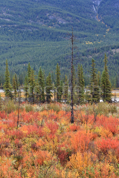 Parc arbres montagnes automne tourisme [[stock_photo]] © broker