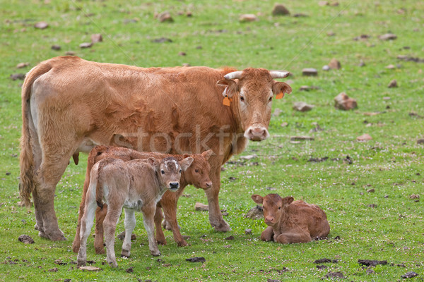 Cattles Stock photo © broker