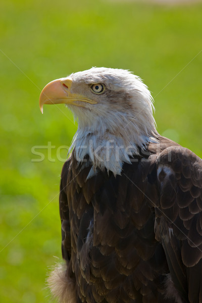 American bald eagle Stock photo © broker