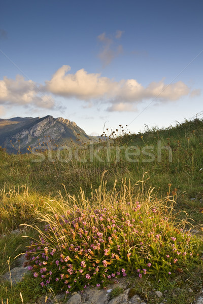 Solitary mountain Stock photo © broker