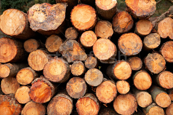 Logs stacked Stock photo © broker