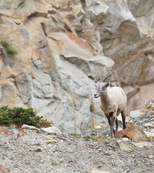 Schafe Park Felsen Steine Fell Horn Stock foto © broker