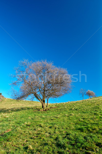 Solitary tree on blue sky Stock photo © broker