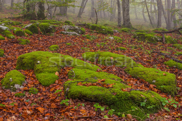 Foto stock: Floresta · queda · folhas · cores · Santiago