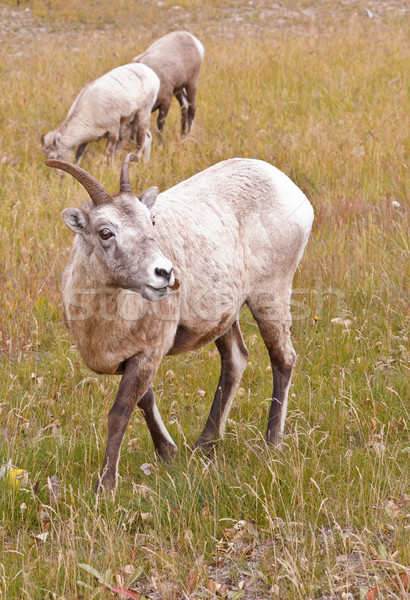 Two bighorn sheeps, ovis canadensis Stock photo © broker