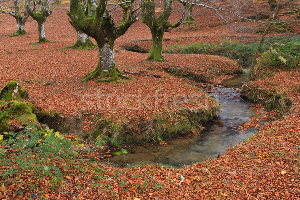 Stock photo: Colors in autumn season