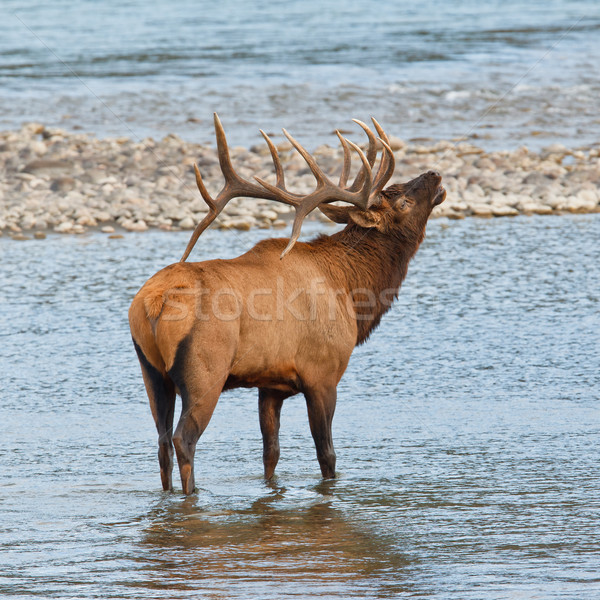 Bugling bull elk, cervus canadensis Stock photo © broker
