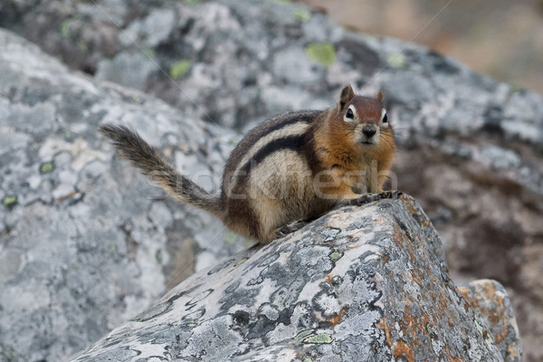 Golden-mantled ground squirrel, spermophilus lateralis Stock photo © broker