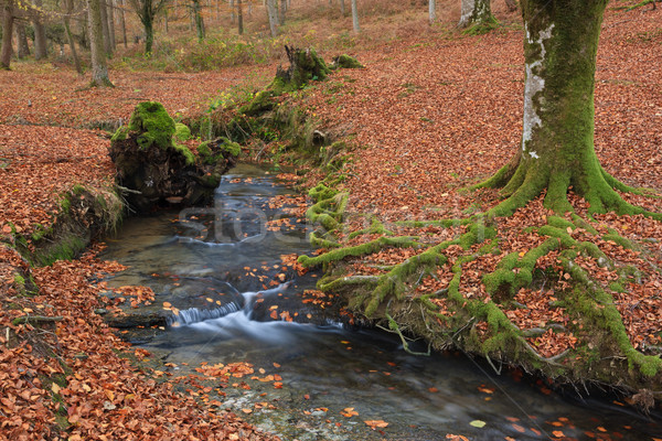 Farben Herbstsaison fallen Blätter Wald Landschaft Stock foto © broker