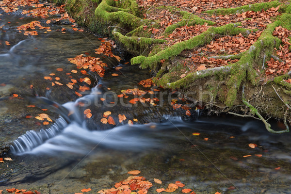 Colors in autumn season Stock photo © broker