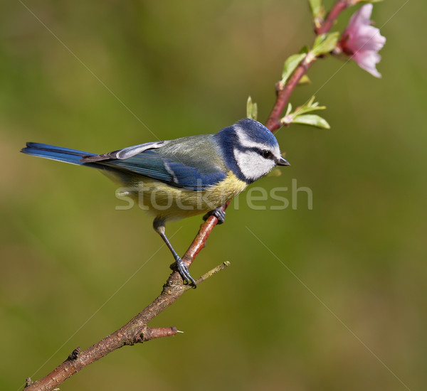 Blue tit, Parus caeruleus Stock photo © broker