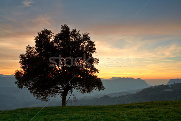 Solitary tree on the fog sea Stock photo © broker