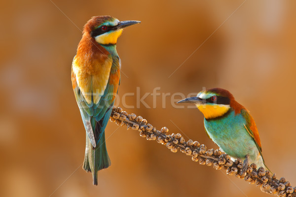 European bee-eater couple on a branch Stock photo © broker