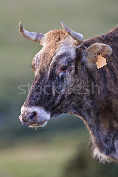 Cow portrait Stock photo © broker