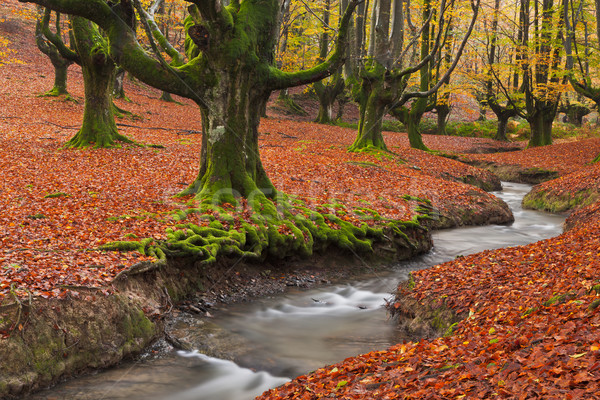 Stock photo: Fall in the forest