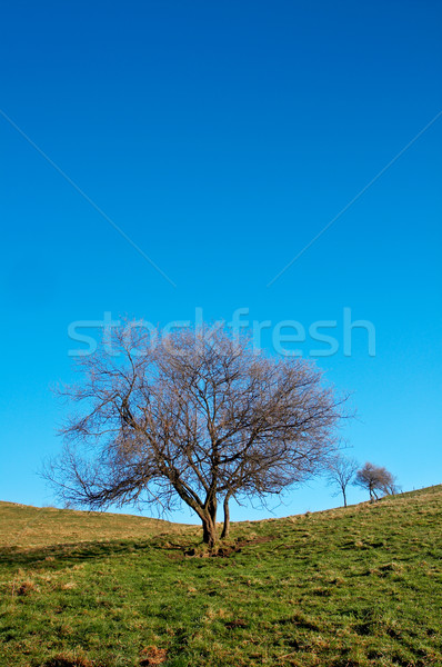 Solitary tree on blue sky Stock photo © broker