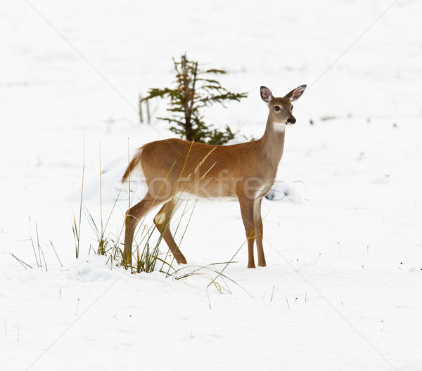 White-tailed deer, odocoileus virginianus Stock photo © broker