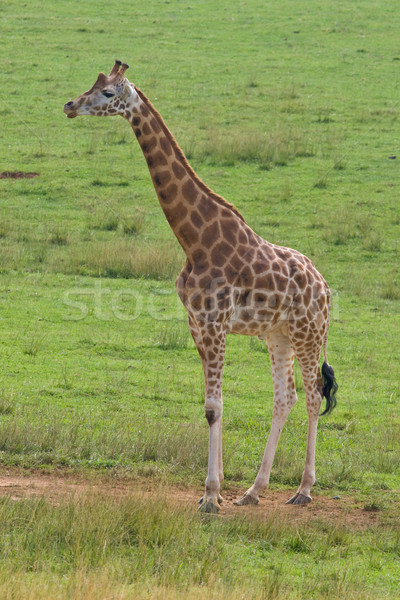 Giraffe Stock photo © broker