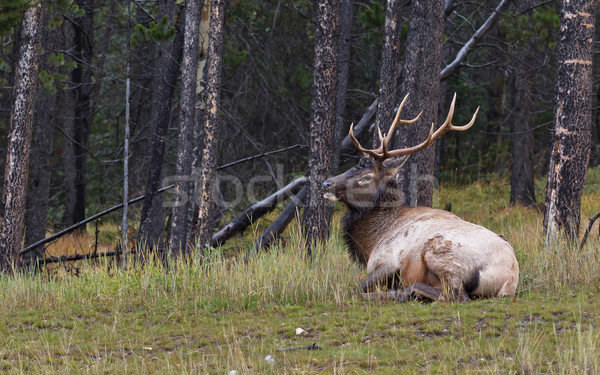 Stock foto: Stier · ruhend · Gras · Park · Holz · Bäume