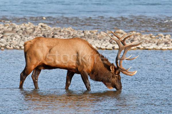 Bull elk, cervus canadensis Stock photo © broker