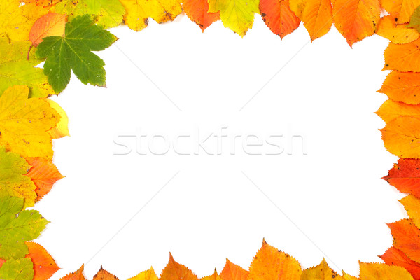 Colorful leaves frame Stock photo © broker