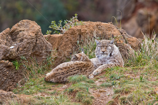 Two eurasian lynxes Stock photo © broker