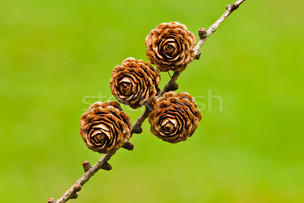 Four pinecones Stock photo © broker