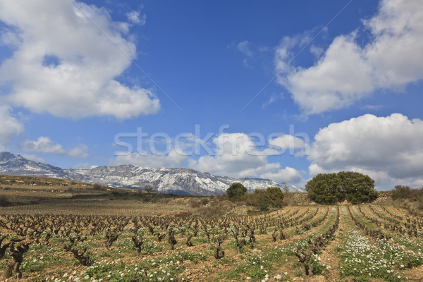 Fields of vineyards Stock photo © broker