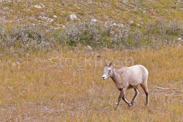Stock photo: Bighorn sheep, ovis canadensis