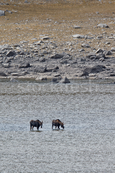 Two mooses, alces alces, in Medicine Lake Stock photo © broker