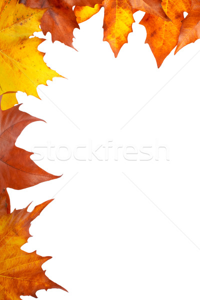 Toamnă colţ colorat frunze izolat alb Imagine de stoc © broker
