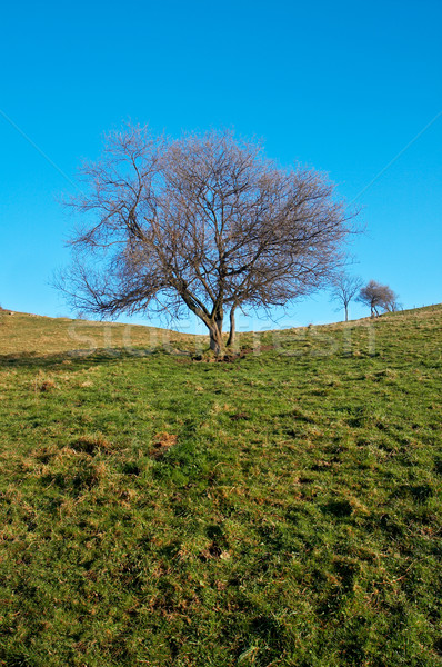 Solitary tree on blue sky Stock photo © broker