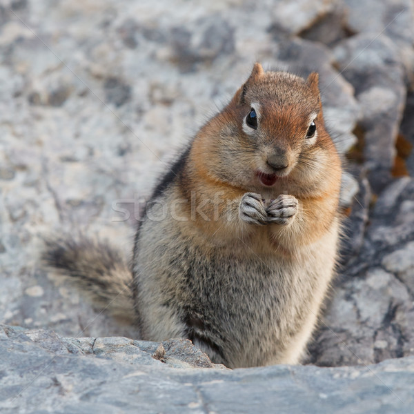 Golden-mantled ground squirrel, spermophilus lateralis Stock photo © broker