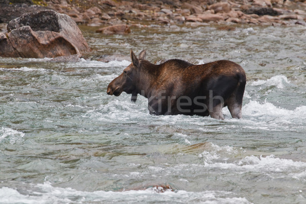 Female moose, alces alces, in Medicine River Stock photo © broker