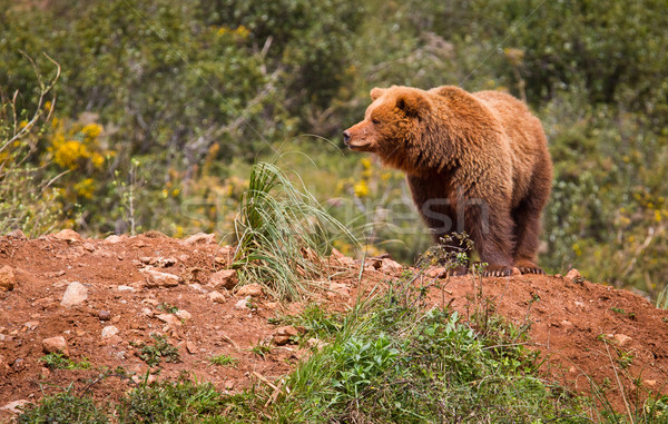 Orso bruno uno riposo rock denti animale Foto d'archivio © broker