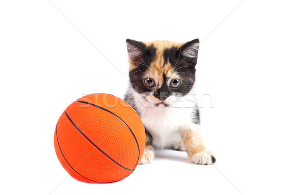 Kitten and basketball Stock photo © broker