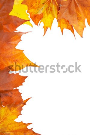 Stockfoto: Najaar · hoek · kleurrijk · bladeren · geïsoleerd · witte