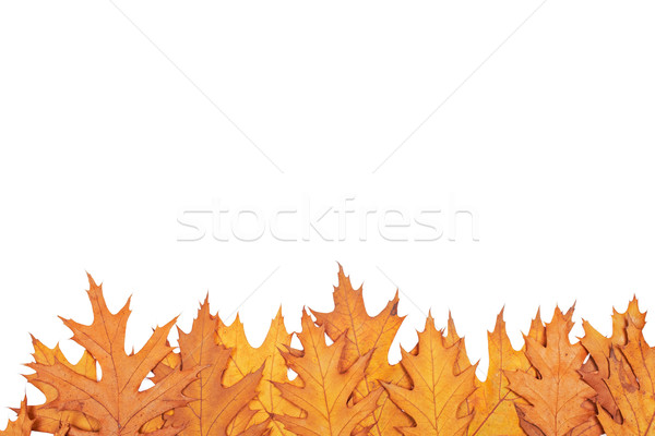 Autumn border Stock photo © broker