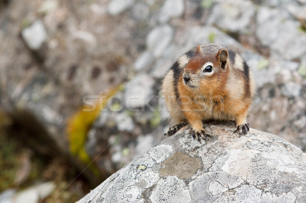 Golden-mantled ground squirrel, spermophilus lateralis Stock photo © broker