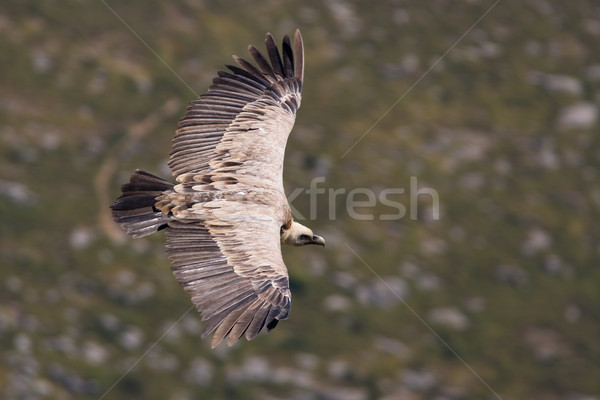 Vulture in flight  Stock photo © broker