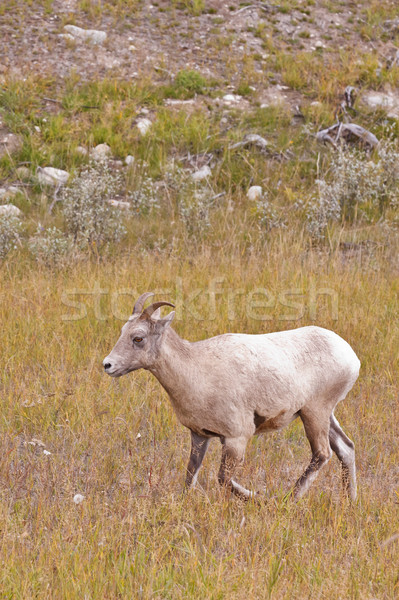 Schafe Park Gras Wiese Fell Horn Stock foto © broker