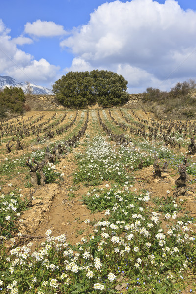 Fields of vineyards Stock photo © broker