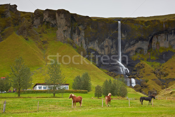 Pferde wenig Wasserfall Island Landschaft grünen Stock foto © broker