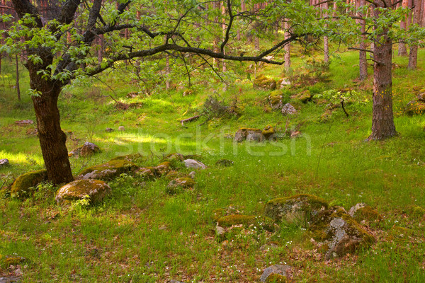 Across the forest Stock photo © broker