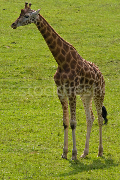 Giraffe Stock photo © broker