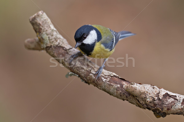 Stockfoto: Groot · tit · tak · ondiep · veld · boom