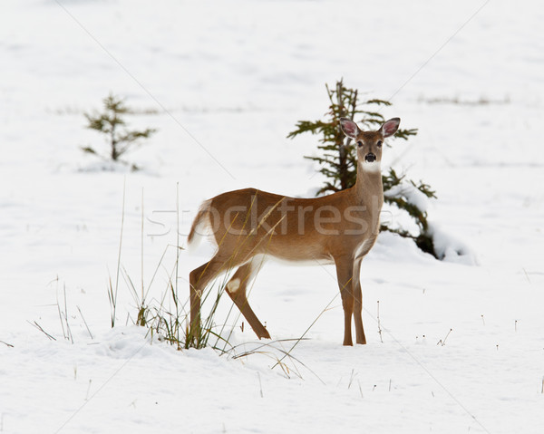 White-tailed deer, odocoileus virginianus Stock photo © broker