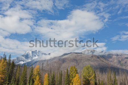 Vermillion River, Canada Stock photo © broker